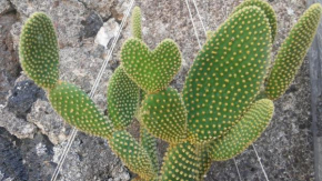 Mauripe